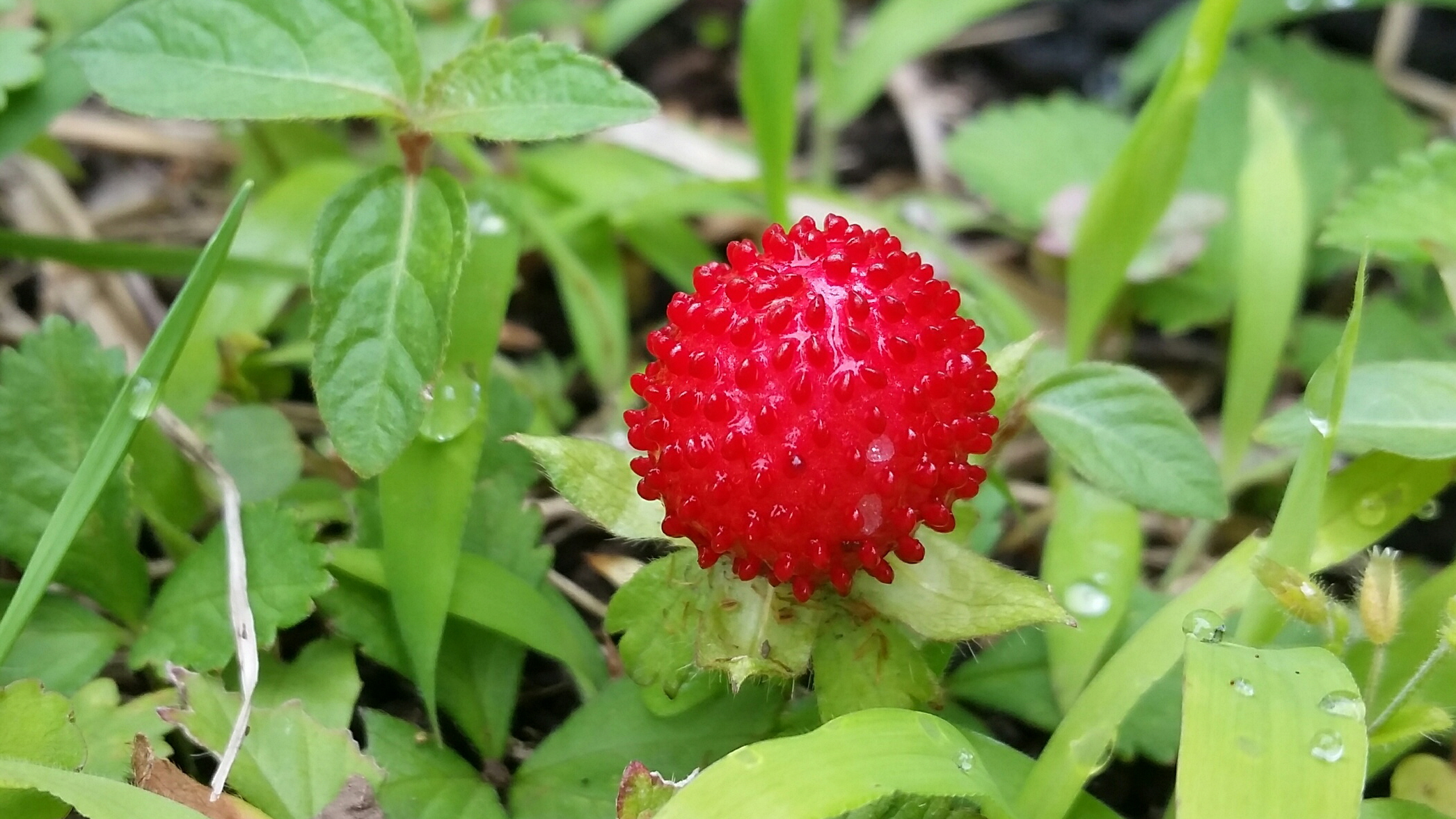 춘천교육농장주들의 에코감귤교육농장 나들이
